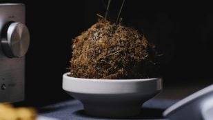 Kokedama de cerámica