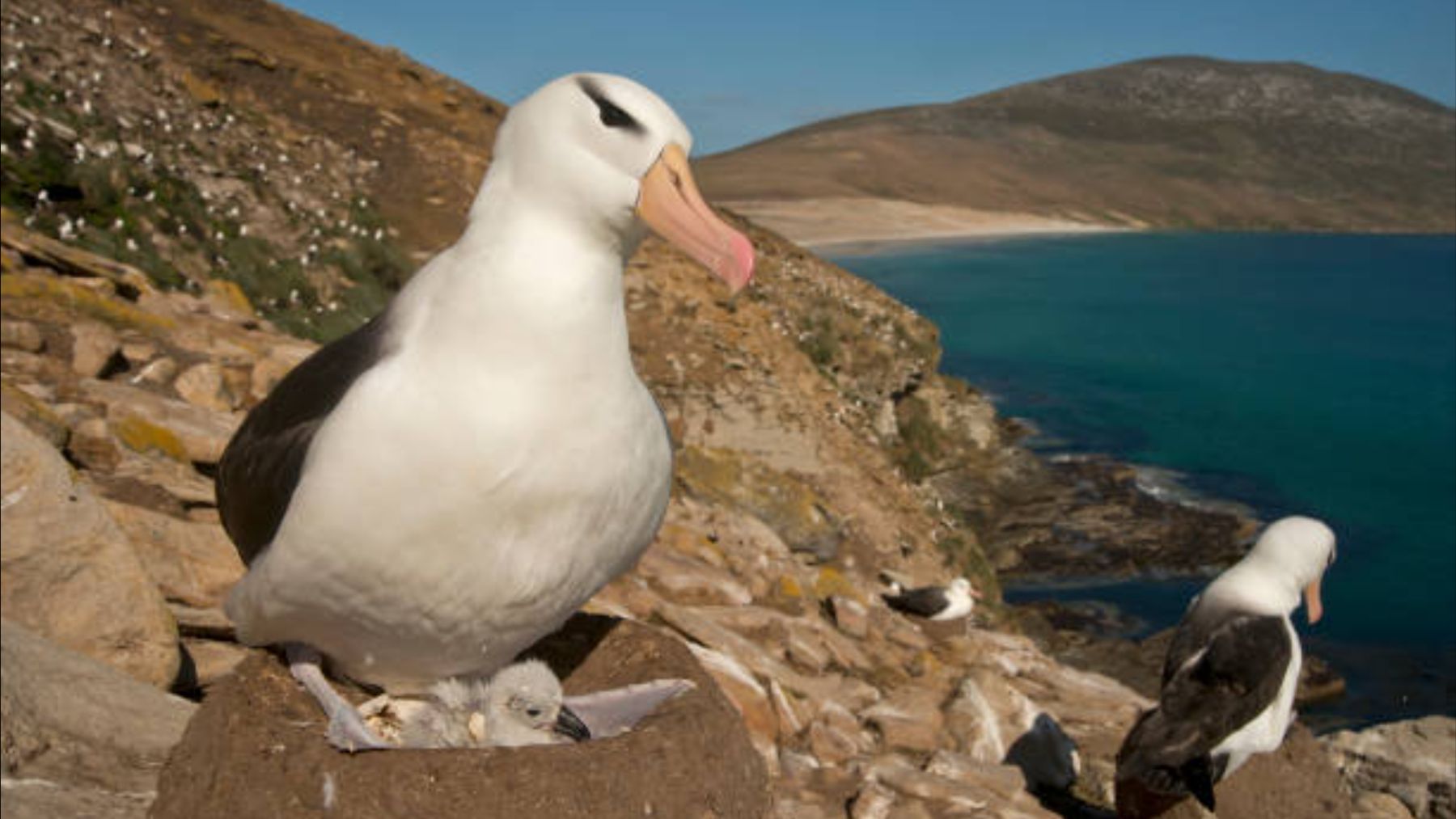 La masacre biológica que casi extingue a los albatros: ratas comiéndose vivas a las crías