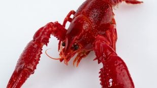 Una especie invasora