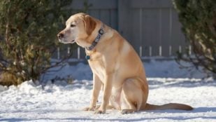 Perro, animales, mascotas