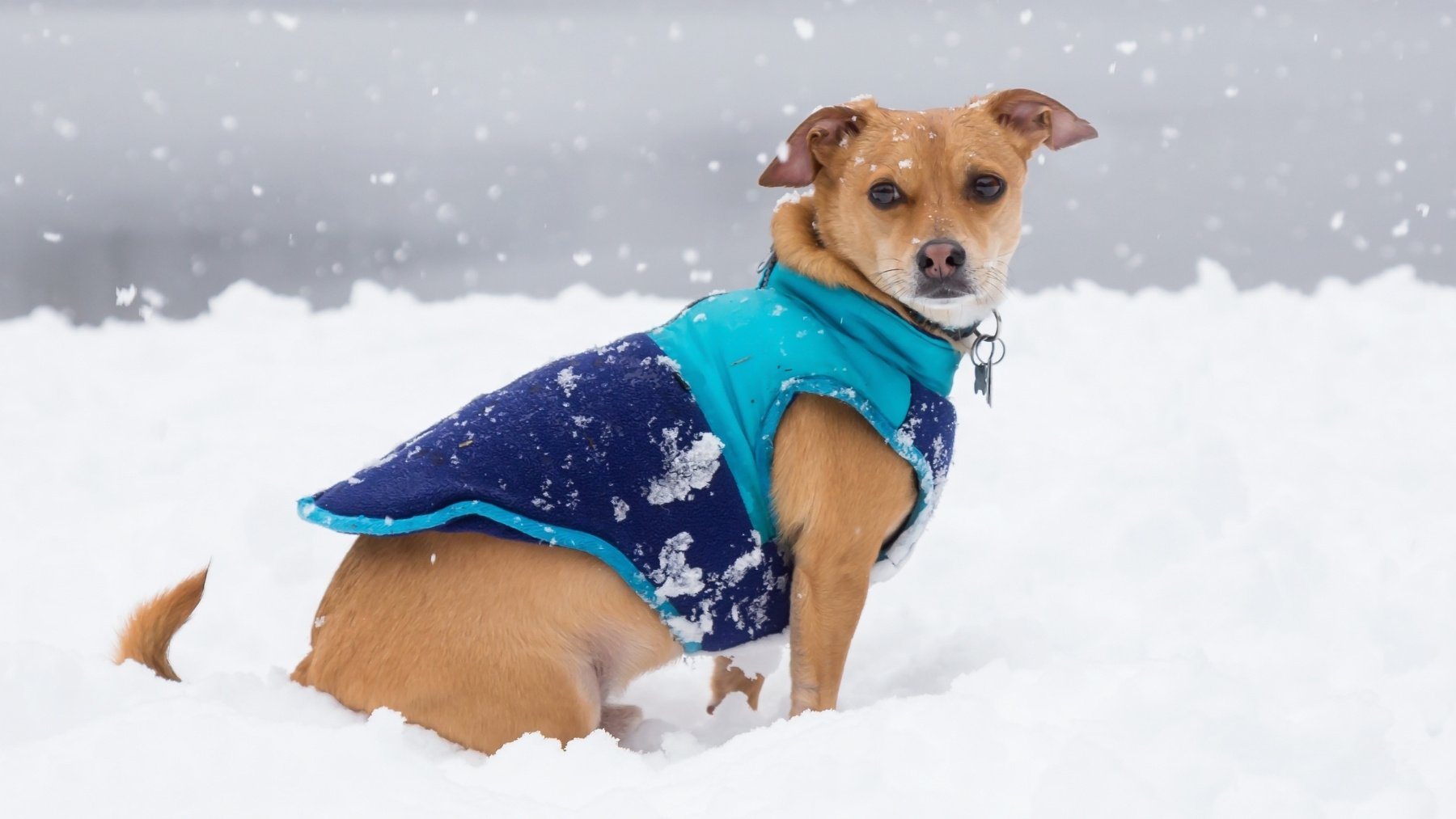 El aviso de los veterinarios a los dueños de perros: así es como debes proteger sus patas de la nieve
