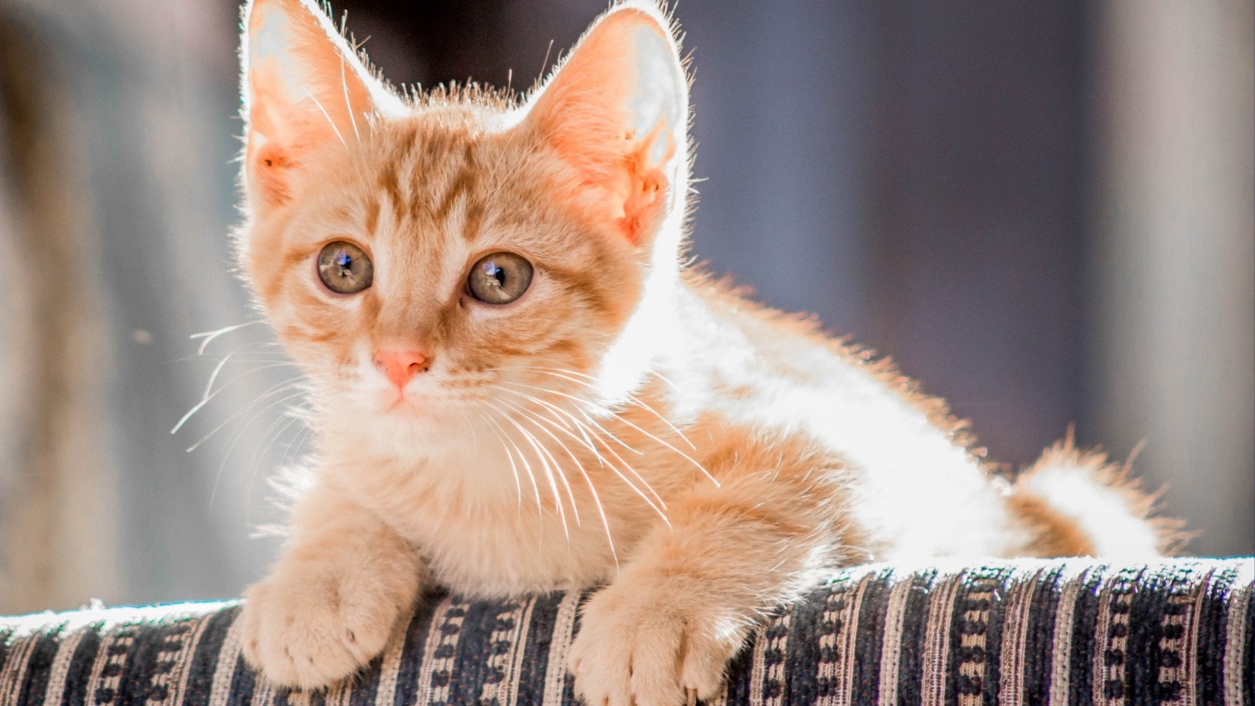 Los veterinarios piden a los dueños de gatos que hagan esto: es muy importante