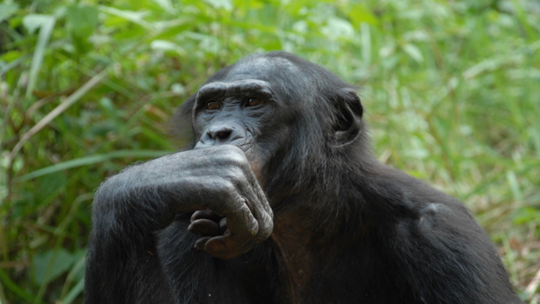 Bombazo zoológico colosal: un estudio sugiere que el lenguaje de este animal es tan complejo como el humano