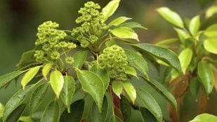 Fotosíntesis artificial