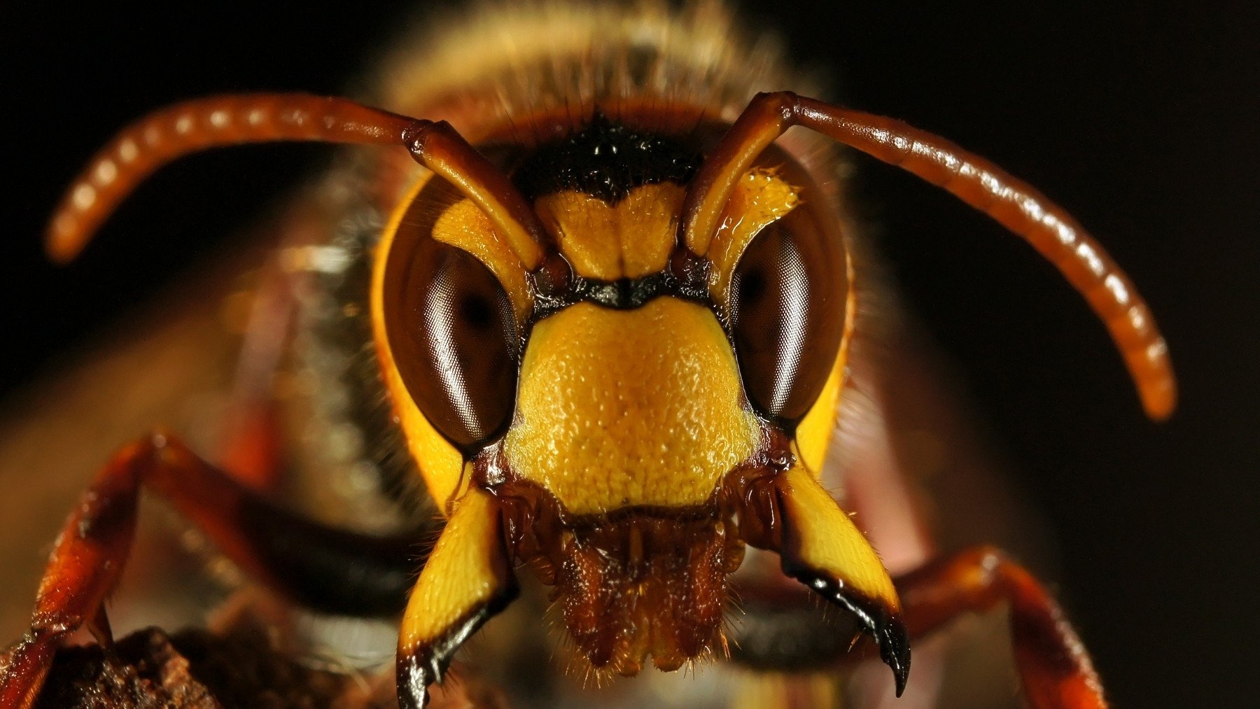 Suena raro pero la ciencia lo avala: estos son los mejores aliados naturales para combatir la avispa asiática