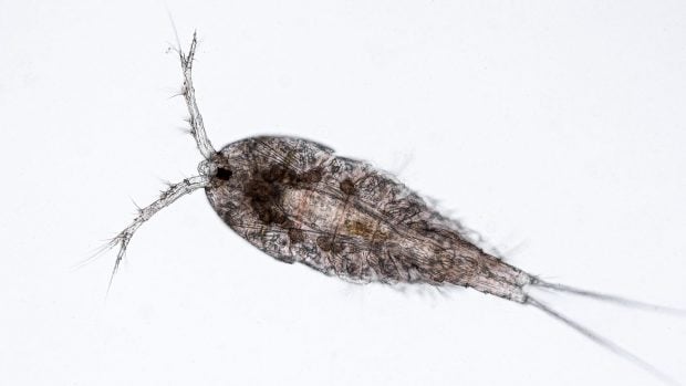 Cop&eacute;podo al microscopio.