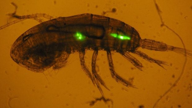 Part&iacute;culas de micropl&aacute;sticos ingeridas por un cop&eacute;podo. (Foto: IEO-CSIC/Europa Press).