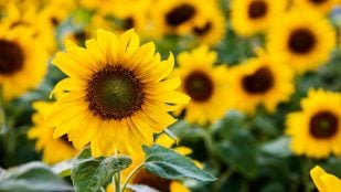 Girasoles, florista, plantas