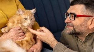 Gato, felino, animal, mascota, curiosidades