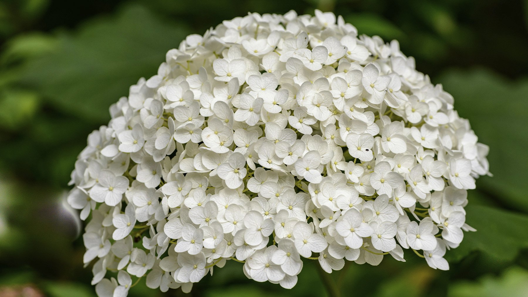 Hortensias blancas. Foto: Pexels.