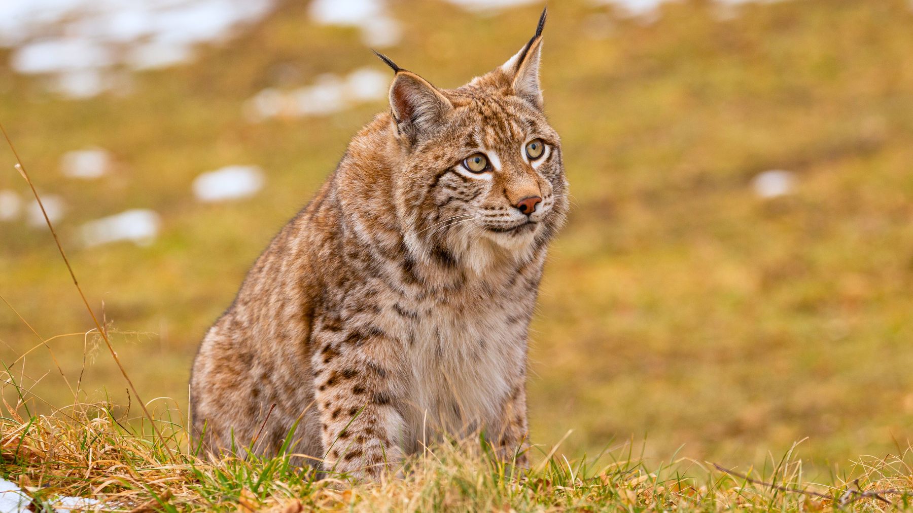 La zoología española brinda por un nuevo hito: liberación inminente de 9 nuevos linces en Castilla y León