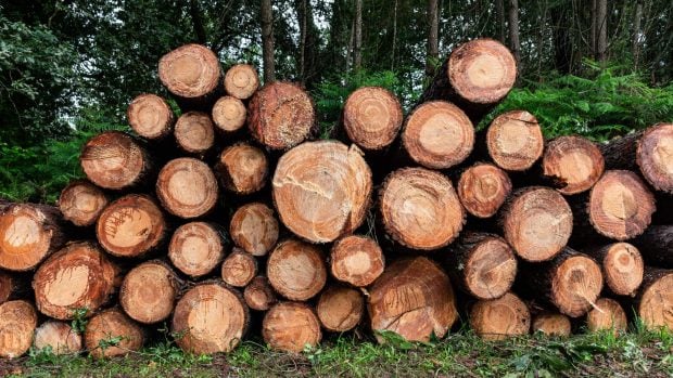 Cada &aacute;rbol cuenta: las peque&ntilde;as talas amenazan la capacidad de los bosques para almacenar carbono