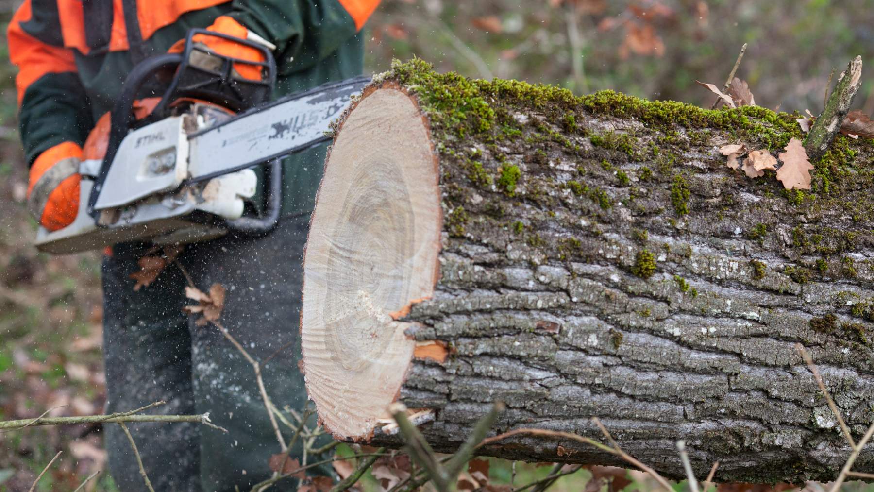 La deforestación debilita el papel de los bosques como sumideros de carbono.