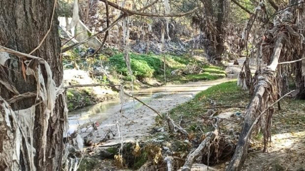 Toallitas colgadas de los &aacute;rboles y en las orillas del cauce del arroyo de Valdebebas (Madrid). (Foto: Asoc. Ecologista del Jarama &ndash; El Soto).