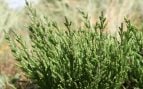 Salicornia, verduras, comida
