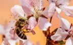 Los pesticidas están acabando con las abejas, pesticidas de la agricultura matan abejas, productos químicos contra el hábitat de las abejas, agricultura intensiva es mala para las abejas.