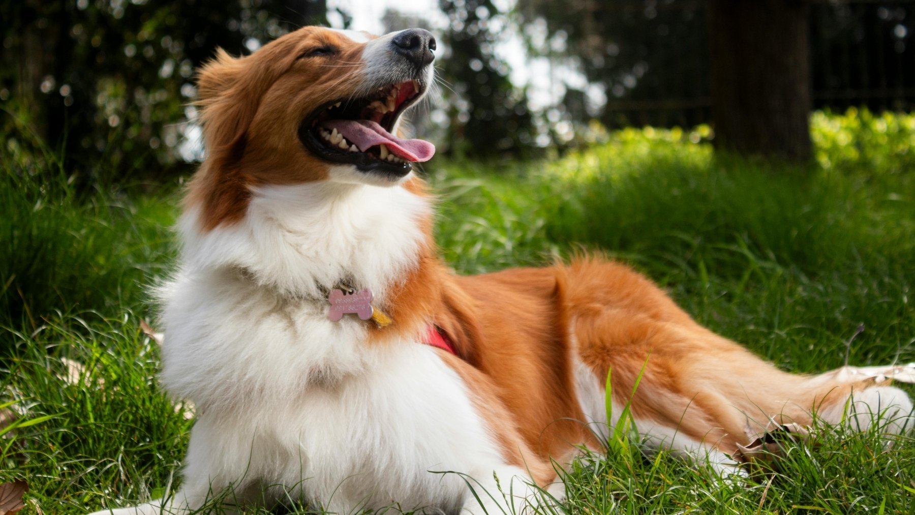 Aviso de la UE a los dueños de perros en España: multas por no cumplir esta norma