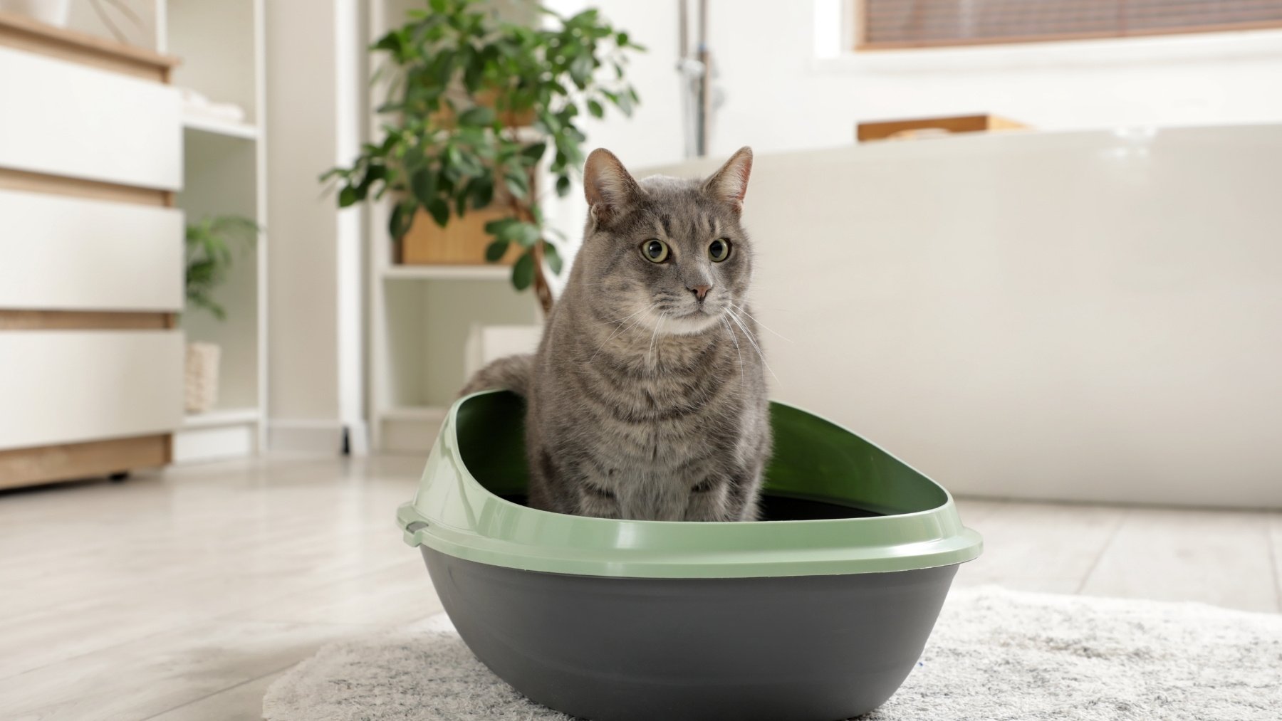 Aviso de los veterinarios si tu gato orina fuera del arenero: este es el motivo y debes atajarlo cuanto antes