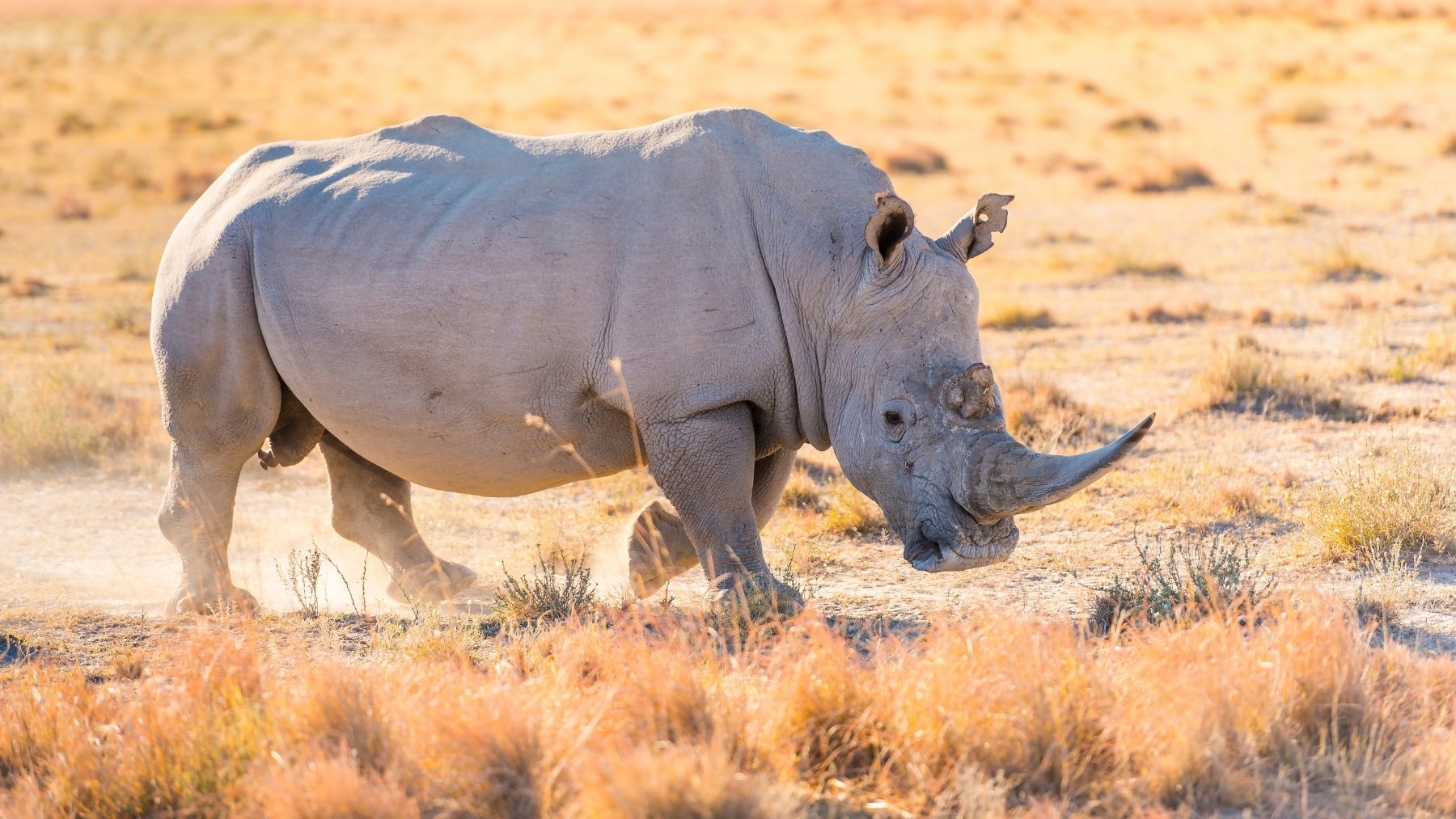 Los expertos no dan crédito: nace en España una cría de una especie rara de rinoceronte
