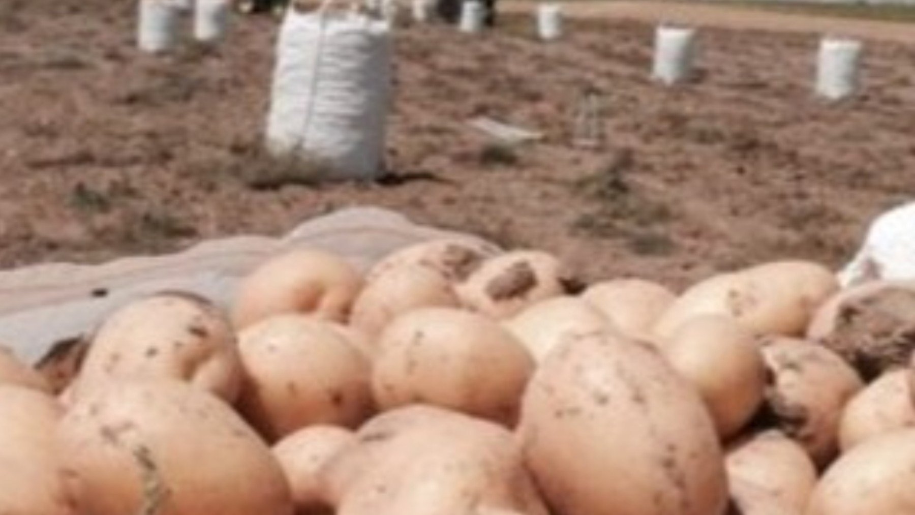 Un agricultor regala 500 toneladas de patatas y en cuestión de horas su finca se convierte en un desfile interminable de coches