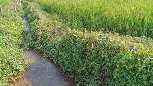 Sierra Nevada y acequias