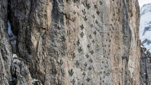 dinosaurios, descubrimientos, naturaleza