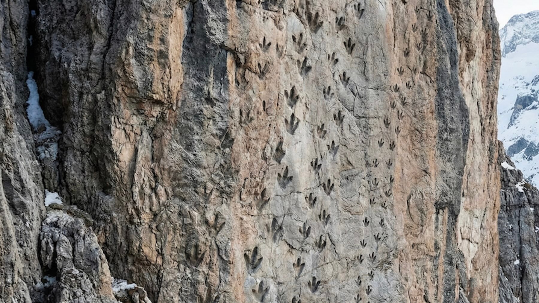 Conmoción entre los paleontólogos tras descubrir en los Alpes uno de los mayores yacimientos de huellas del mundo