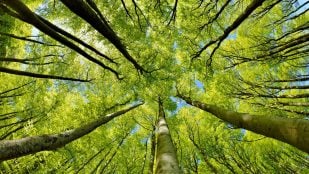 microplásticos bosque