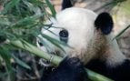 Cómo se escribe el plural de 'oso panda' en español, osos panda u osos pandas en español, cuál es el plural de oso panda en la RAE, osos panda en la RAE.