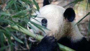 Cómo se escribe el plural de 'oso panda' en español, osos panda u osos pandas en español, cuál es el plural de oso panda en la RAE, osos panda en la RAE.