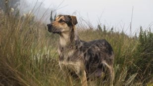 Perro, animales, mascotas