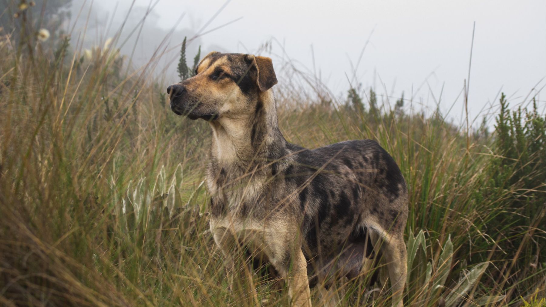 Un perro. Foto: Freepik