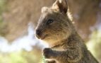 Español desvela cuáles son los animales más impresionantes de Australia, español en tiktok cuenta cómo son los animales en Australia, tiburón ballena en Australia, qué es el dingo, dingo en Australia, quokka.
