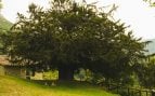 árboles más imponentes de Asturias