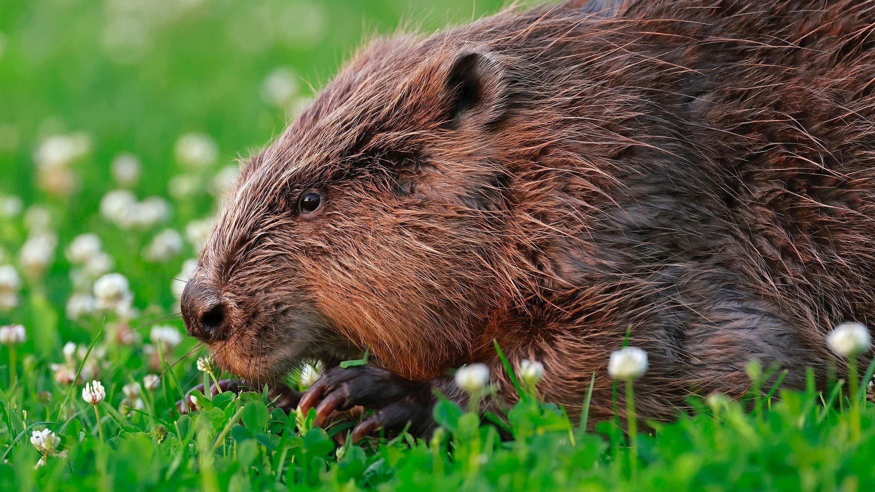 Los zoólogos no salen de su asombro: liberan 15 castores en un canal desértico y en 4 años ya es un vergel