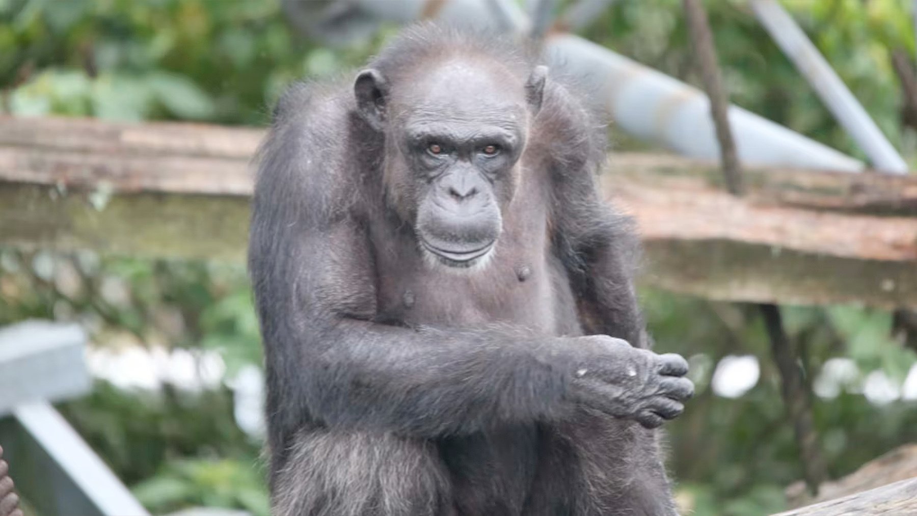 Luto en la zoología mundial: adiós definitivo al chimpancé superdotado que podía pintar, contar y reconocer letras