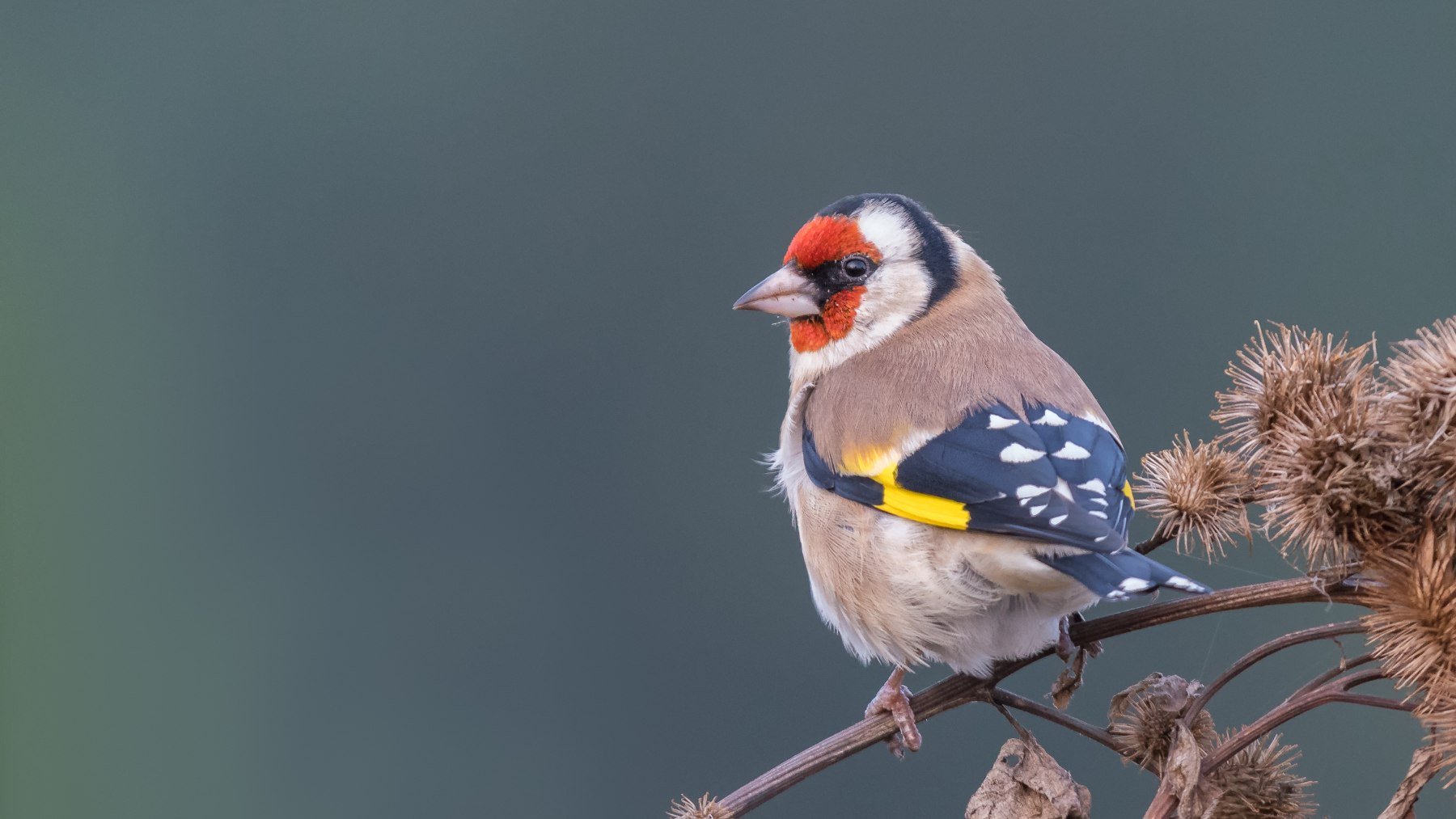 Jilguero europeo, Ave del Año 2026 en España.