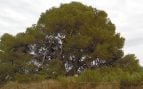 Pino, Murcia, naturaleza, árboles