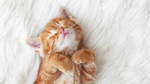 El gato hace la croqueta