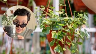 plantas, jardinería