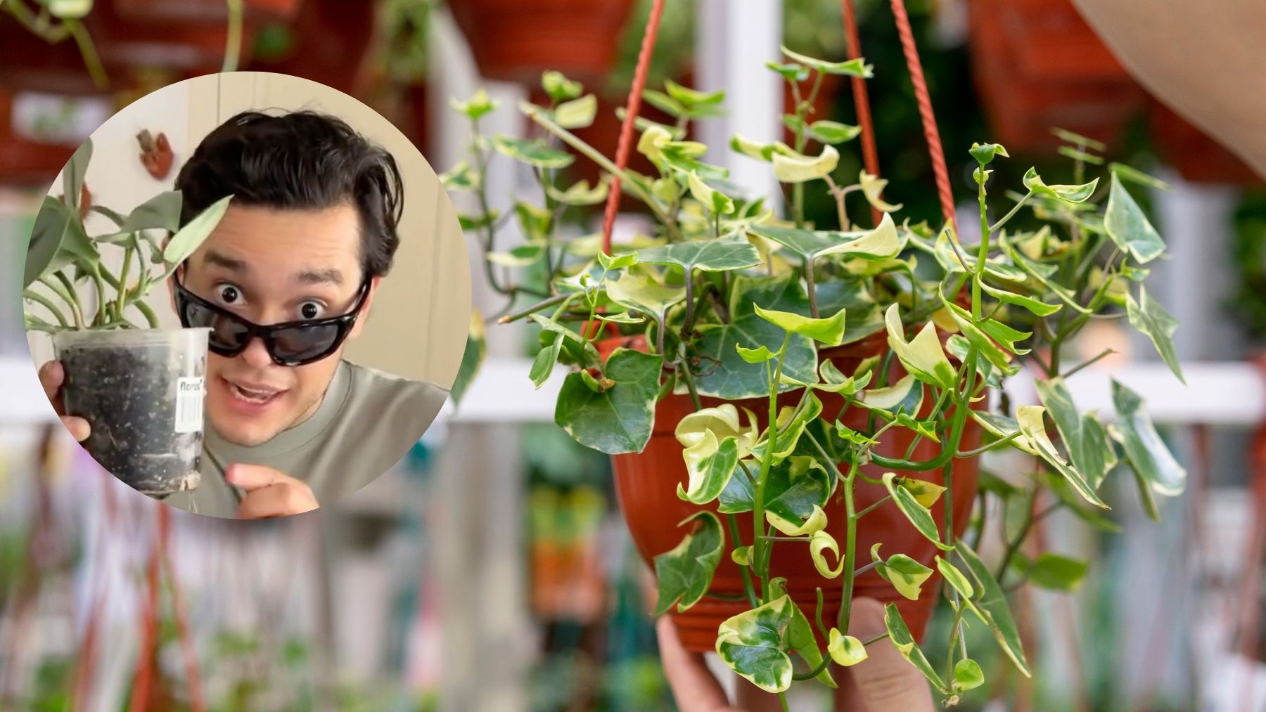 Andre Alonso, experto en plantas domésticas: Los bichitos a la larga serán plagas, y los residuos serán hongos