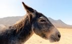 Burros salvajes, naturaleza, curiosidades
