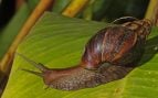 Caracol gigante