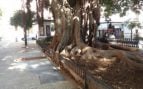 Ficus, árboles, Sevilla, naturaleza