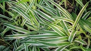 Planta colgante, naturaleza, curiosidades, Feng Shui