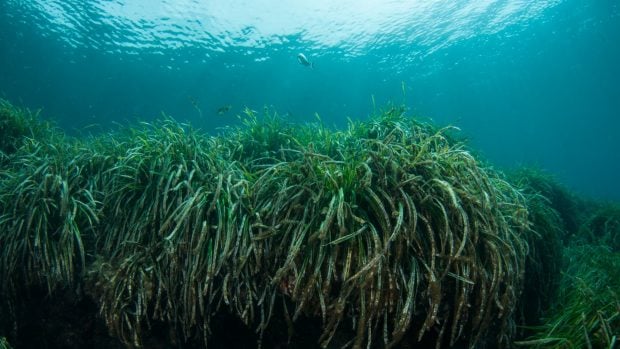posidonia oceanica