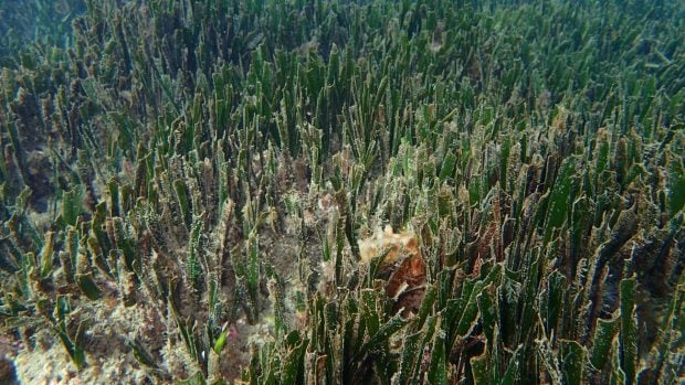 pradera de fanerógamas marinas