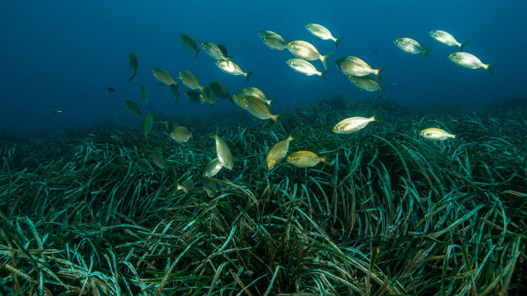 Pradera marina en la costa andaluza. (Foto: Junta de Andalucía).