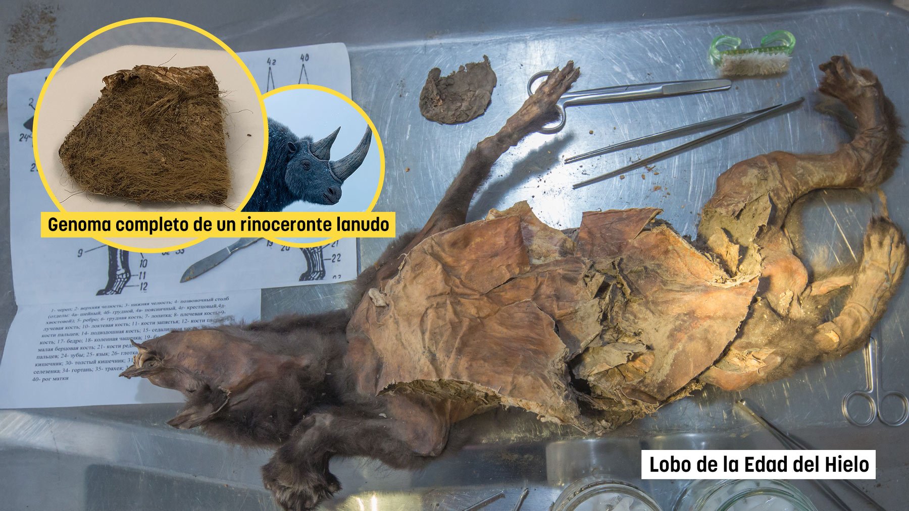 El cachorro de lobo de la Edad del Hielo donde encontraron la peil del rinoceronte lanudo. (Foto: Mietje Germonpré).