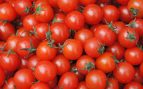 Científicos consiguen cultivar tomates en suelo con sal, plantas que respiran nitrógeno, tomates resistes a la sequía, usan tomates para crear alimentos sostenibles.